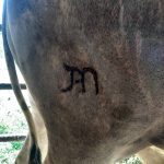 Como fazer a marcação de gado de forma correta?
