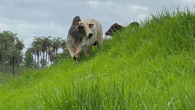 Como usar esterco de gado na propriedade rural?