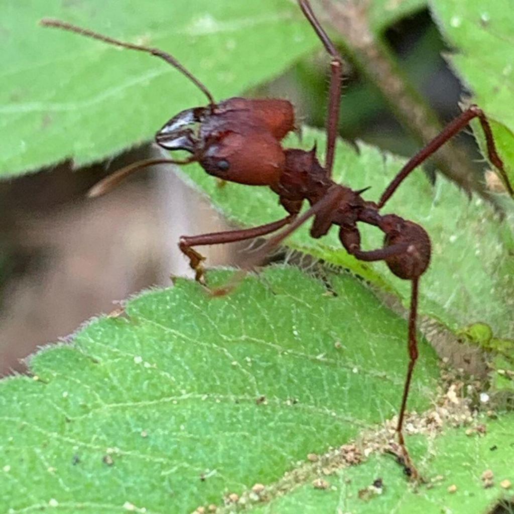 formigas cortadeiras e carregadeiras