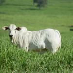 Como manter o pasto para gado de corte?