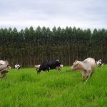 Como promover uma pecuária sustentável?