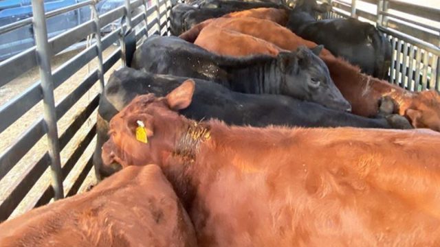 Quais são os cuidados antes do abate bovino?