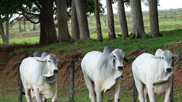 Como engordar bovinos de corte na propriedade?