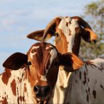Crédito rural para compra de gado vale a pena?