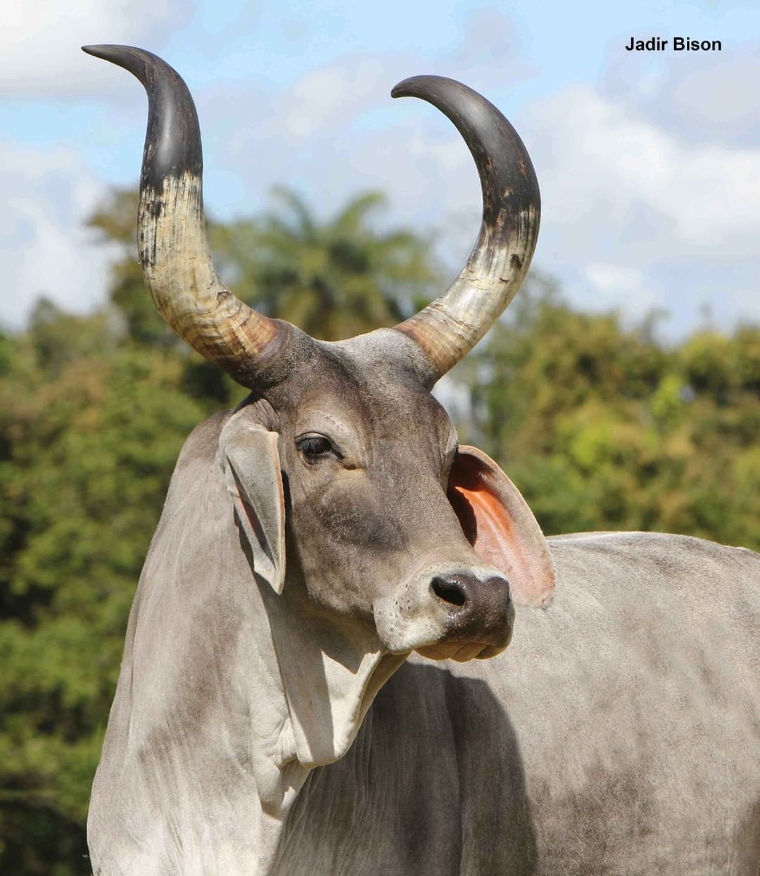 Tudo sobre Lance Rural