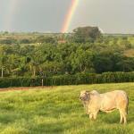 5 dicas para cuidar e manter seu pasto de gado em dia