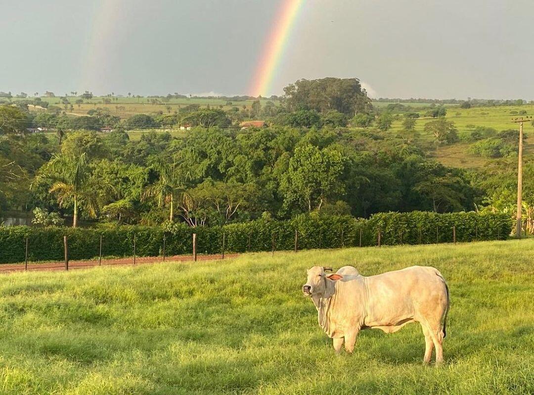 5 dicas para cuidar e manter seu pasto de gado em dia