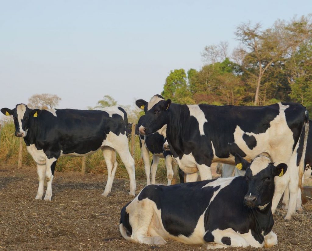quantos litros de leite uma vaca produz por dia