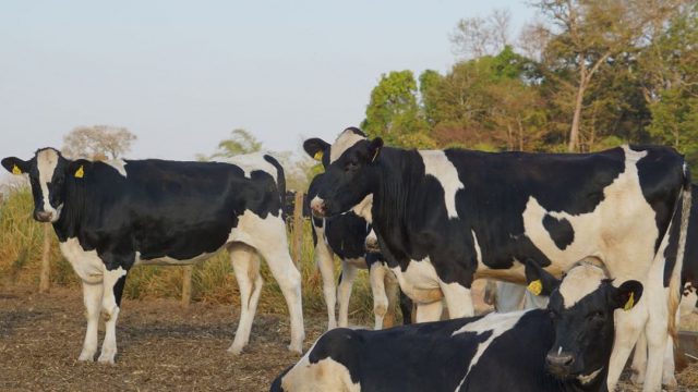 Quantos litros de leite uma vaca produz por dia?