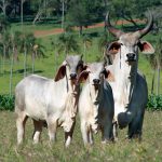 Conheça aqui as raças de gado brasileiro