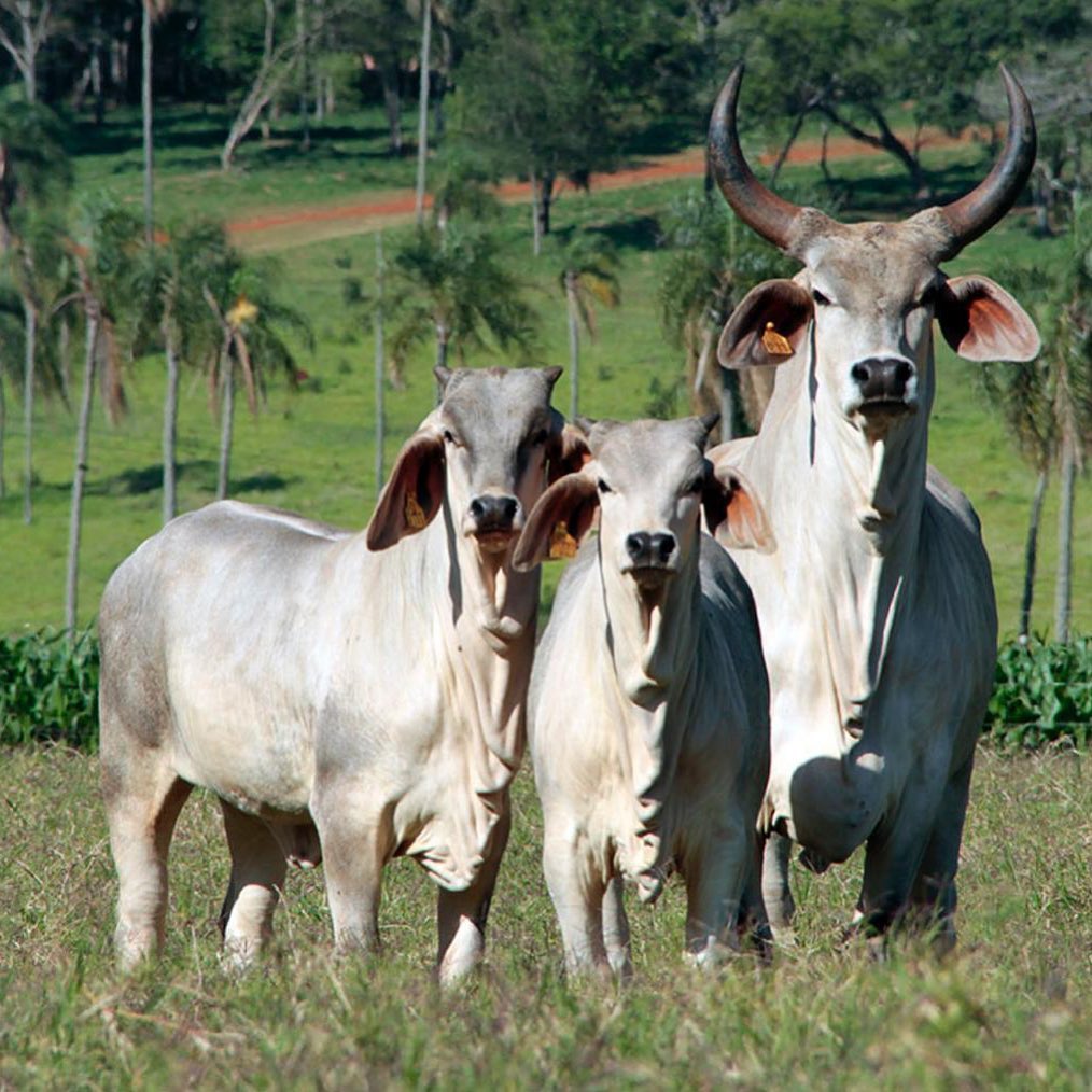 raças de gado brasileiro