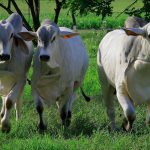 Como preparar ração bovina para cada fase do gado?