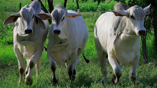 Como preparar ração bovina para cada fase do gado?