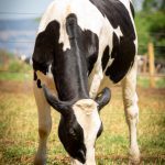 Qual a importância da ruminação dos bovinos?