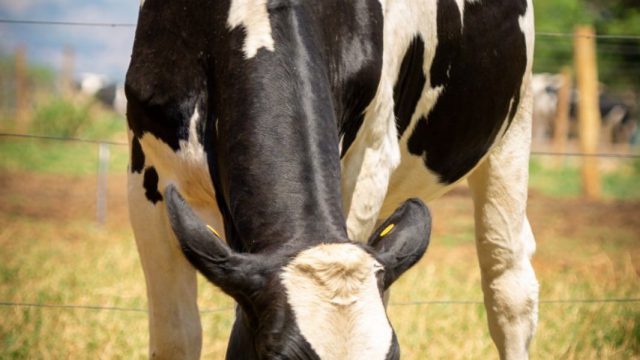 Qual a importância da ruminação dos bovinos?