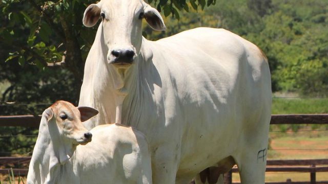 Quanto custa embriões bovinos para reprodução?