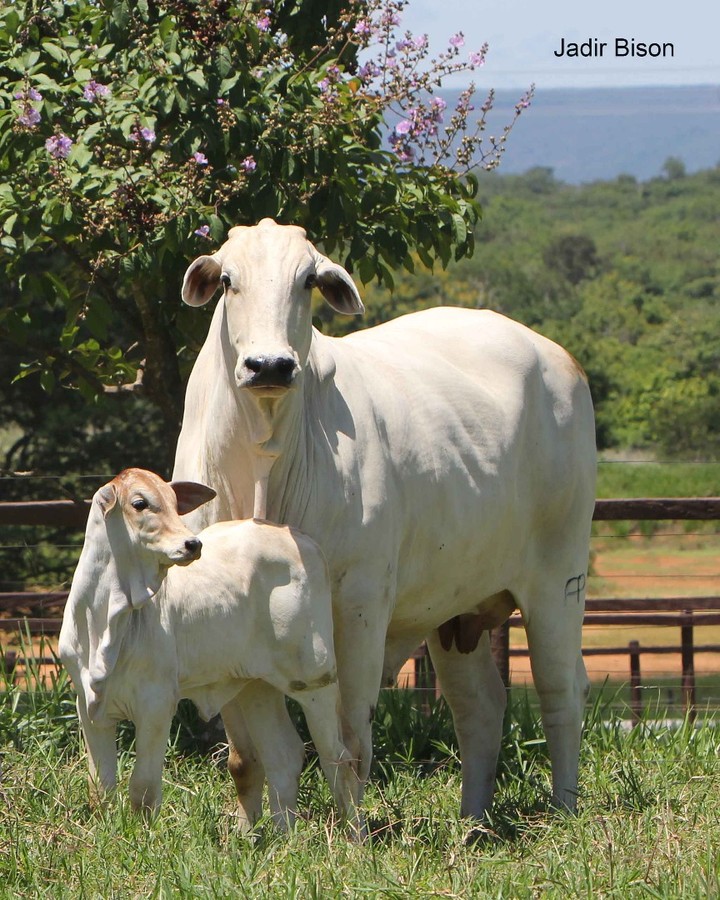 embriões bovinos