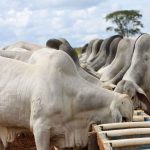 Sal proteinado: o que é e como oferecer ao gado