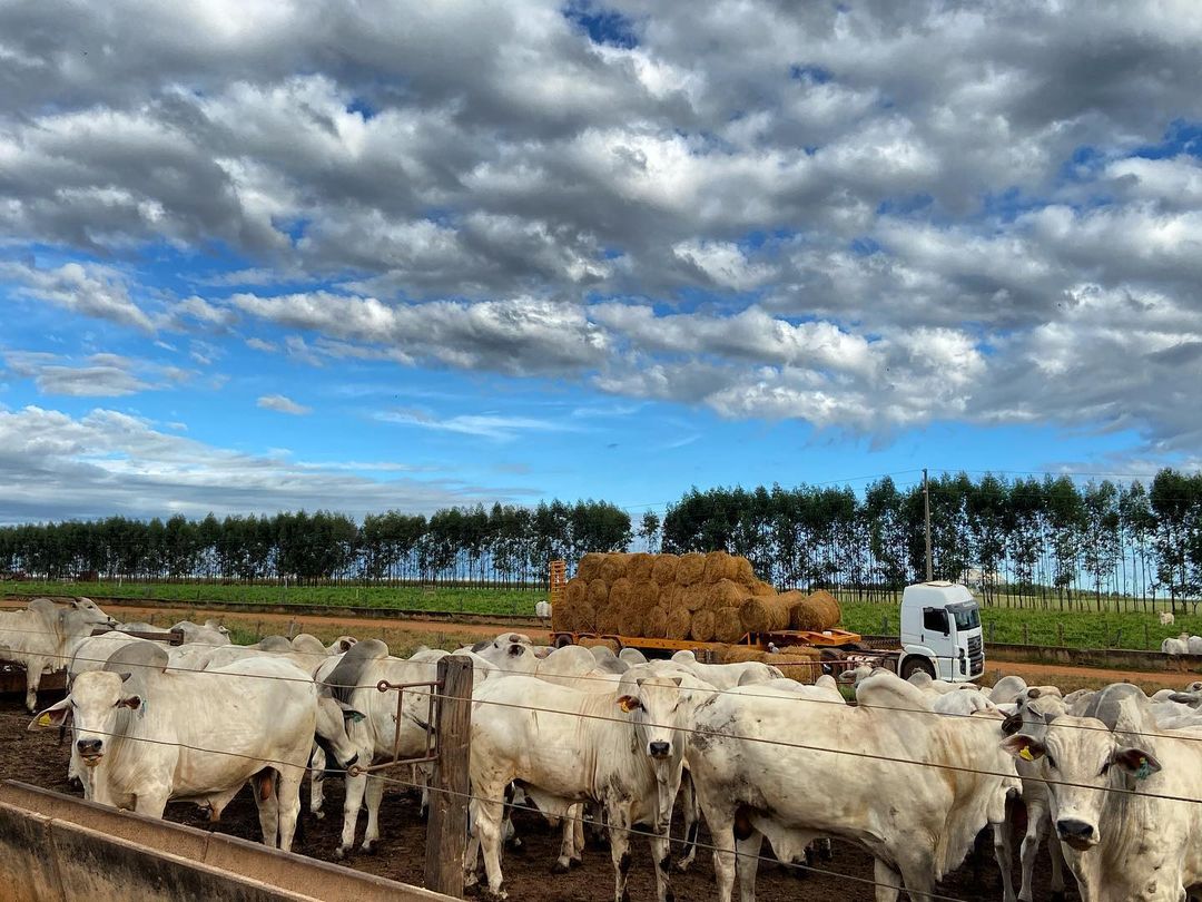 Confinamento de gado demanda cuidados para prevenir doenças graves. Foto/ Grupo Mantiqueira