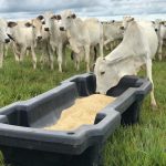 Cocho de sal: como aumentar o peso do gado