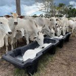 Sal mineral para gado: como fazer na propriedade