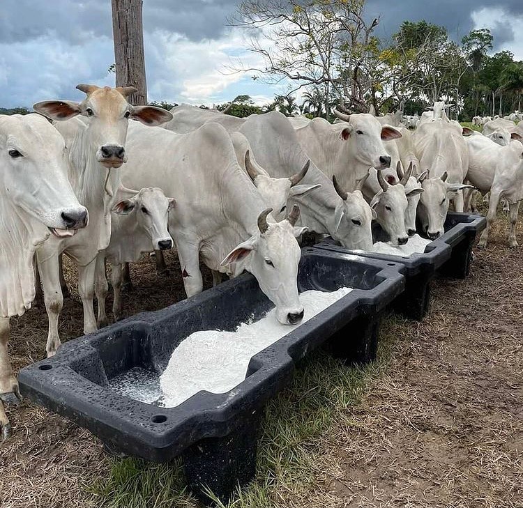 Como dar sal mineral para o gado?