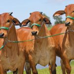 Pecuária: erros que impedem a engorda do gado