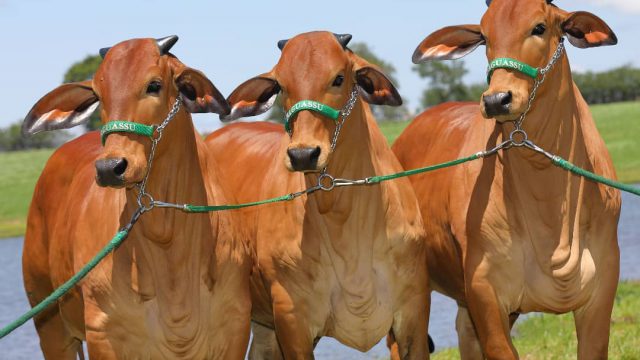 Pecuária: erros que impedem a engorda do gado