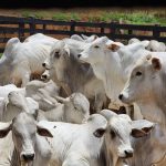 Calendário da pecuária 2022: vacina, sal e vermífugo para gado