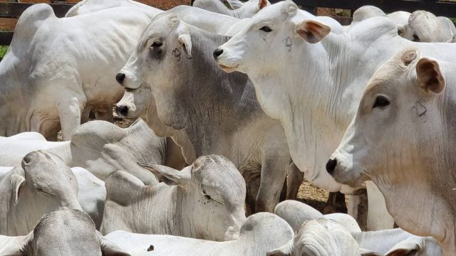 Calendário da pecuária 2022: vacina, sal e vermífugo para gado