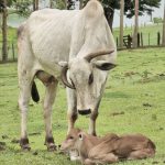 Vaca prenha: como preparar para o parto?