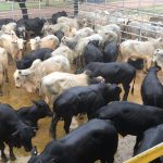 Semiconfinamento de gado: aprenda receita grátis de ração