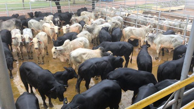 Semiconfinamento de gado: aprenda receita grátis de ração
