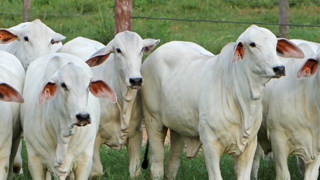 Vitamina para gado: quais são as principais e como oferecer