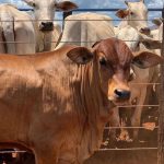 Alimentos proibidos para gado: saiba os 5 mais perigosos
