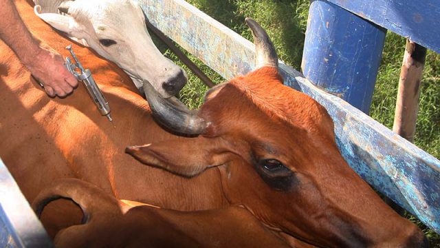 Vacinas reprodutivas para bovinos: quais são e quando aplicar?