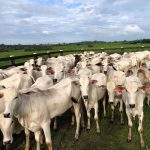 Raças para gado de corte: 5 melhores para criar