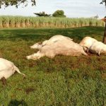 Morte súbita em bovinos: 5 principais causas