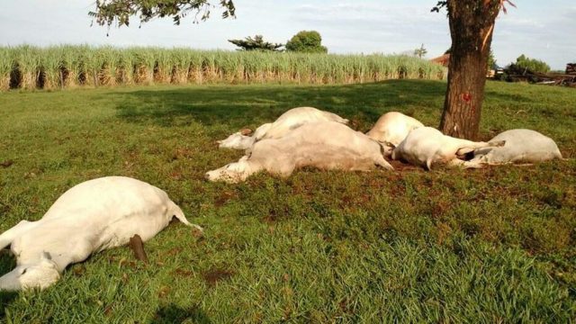 Morte súbita em bovinos: 5 principais causas