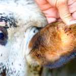 Carrapato no gado: como combater infestação na seca