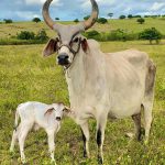 Escore corporal de vaca: como preparar para reprodução
