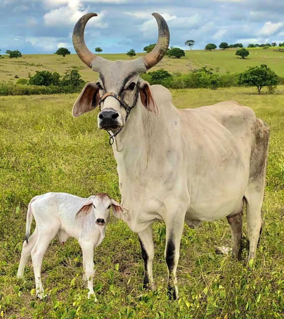 Avaliar o escore corporal de vaca melhora a taxa de prenhez na propriedade. Foto: Guzerá ALF 