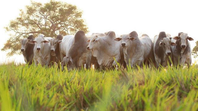 Pasto para gado de corte: as 5 melhores forrageiras