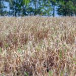 Pasto seco: como recuperar com as primeiras chuvas