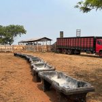 Transição seca-águas: o que oferecer para o gado