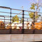 Transporte de gado: evite erros e danos aos animais