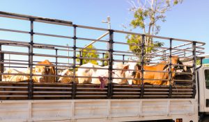 transporte de gado
