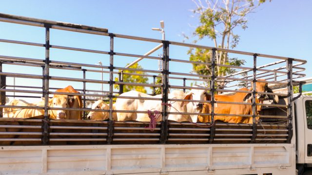 Transporte de gado: evite erros e danos aos animais