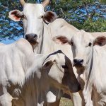 Produção de gado: como reduzir os custos