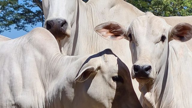 Produção de gado: como reduzir os custos